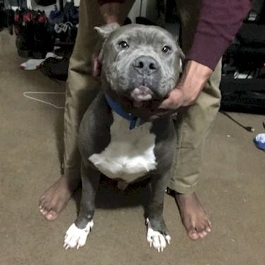 Patterson Kennels Chief Pit Bull.jpg